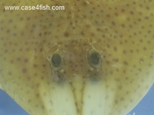Foto Galerie/Rajiformes/Raja brachyura/Raja brachyura_07_S.jpg
